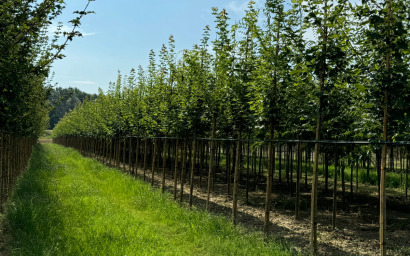 Acer Truncatum "Pacific Sunset"